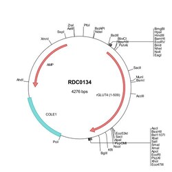 R&D Systems&trade;&nbsp;Rat Glut4 (NP_036883) VersaClone cDNA