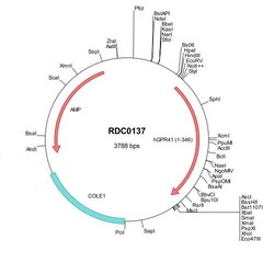 R&D Systems&trade;&nbsp;Human FFAR3/GPR41 (NP_005295) VersaClone cDNA
