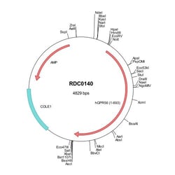 R&D Systems™ Human GPR56 (AAH08770) VersaClone cDNA