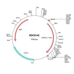 R&D Systems&trade;&nbsp;Human GPR81 (NP_115943) VersaClone cDNA