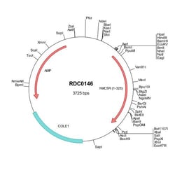 R&D Systems&trade;&nbsp;Human Melanocortin-5 R/MC5R (NP_005904) VersaClone cDNA