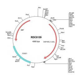 R&D Systems™ Human NPY5R (NP_006165) VersaClone cDNA