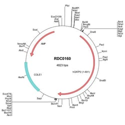 R D Systems Human OATP1B1/OATP2 (NP_006437) VersaClone cDNA 10 &mu;g | Buy Online | R&amp;D Systems&trade; | Fisher Scientific