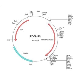 R&D Systems™ Human PTGER3 (NP_942007) VersaClone cDNA