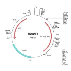 R&D Systems™ Human Somatostatin R2/SSTR2 (NP_001041) VersaClone cDNA
