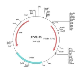 R D Systems Human TSPAN6 (NP_003261) VersaClone cDNA 10 &mu;g | Buy Online | R&amp;D Systems&trade; | Fisher Scientific