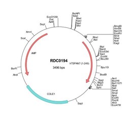 R&D Systems™ Human TSPAN7 (NP_004606) VersaClone cDNA