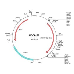R D Systems Human TSPAN10 (NP_114151) VersaClone cDNA 10 &mu;g | Buy Online | R&amp;D Systems&trade; | Fisher Scientific