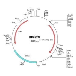 R&D Systems™ Human TSPAN12 (NP_036470) VersaClone cDNA