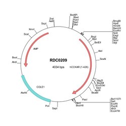R D Systems Human CCK-AR (NP_000721) VersaClone cDNA 10 &mu;g | Buy Online | R&amp;D Systems&trade; | Fisher Scientific