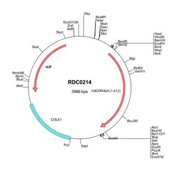 R&amp;D Systems&trade;&nbsp;Human Adenosine A2aR (NP_000666) VersaClone cDNA 10ug 