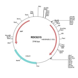 R&D Systems™ Human Adenosine A2b R (NP_000667) VersaClone cDNA