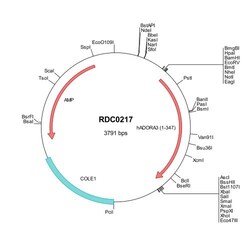 R&D Systems™ Human Adenosine A3 R (NP_065734) VersaClone cDNA