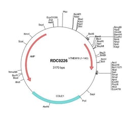 R&D Systems&trade;&nbsp;Human TMEM18 (NP_690047) VersaClone cDNA