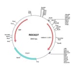 R&D Systems™ Human CD20 (NP_068769) VersaClone cDNA