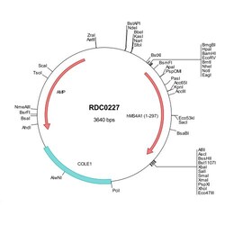 R&D Systems™ Human CD20 (NP_068769) VersaClone cDNA