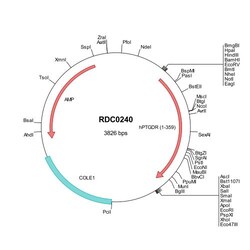 R&D Systems&trade;&nbsp;Human PTGDR (NP_000944) VersaClone cDNA