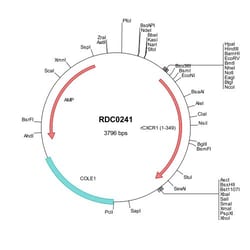 R&D Systems™ Rat CXCR1/IL-8RA (NP_062183) VersaClone cDNA