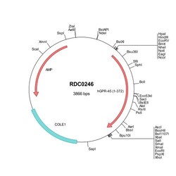R&D Systems™ Human GPR45 (NP_009158) VersaClone cDNA