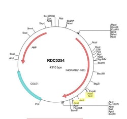 R&D Systems&trade;&nbsp;Human ADRA1B (NP_000670) VersaClone cDNA
