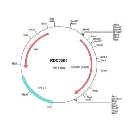 R D Systems Human ADRB3 (NP_000016) VersaClone cDNA 10 &mu;g | Buy Online | R&amp;D Systems&trade; | Fisher Scientific
