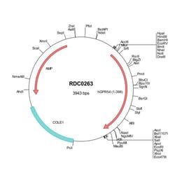 R&D Systems™ Human KiSS1R/GRP54 (AAK83235) VersaClone cDNA