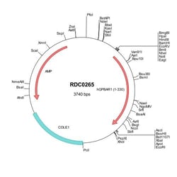 R&D Systems™ Human TGR5/GPBAR1 (NP_733800) VersaClone cDNA