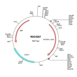 R&D Systems™ Human PTGFR (NP_000950) VersaClone cDNA