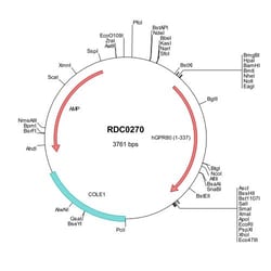 R&D Systems™ Human OXGR1/GPR80 (NP_543008) VersaClone cDNA