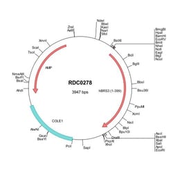 R&D Systems&trade;&nbsp;Human BRS3 (NP_001718) VersaClone cDNA