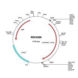 R&D Systems™ Human nAChR alpha 1/CHRNA1 (P02708) VersaClone cDNA