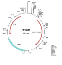 R&D Systems&trade;&nbsp;Human 5-HT1E (NP_000856) VersaClone cDNA