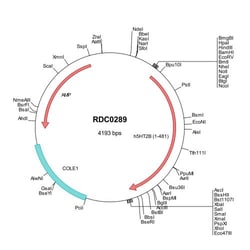 R&D Systems™ Human 5-HT2B (AAH63123) VersaClone cDNA