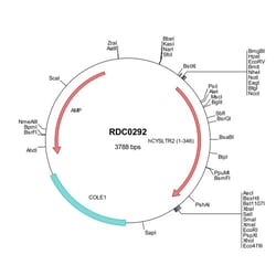 R&D Systems&trade;&nbsp;Human CysLTR2 (NP_065110) VersaClone cDNA