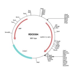 R&D Systems™ Human GPR17 (NP_005282) VersaClone cDNA