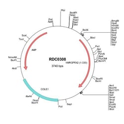 R&D Systems™ Human MRGX2 (NP_473371) VersaClone cDNA