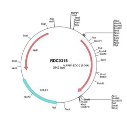 R&D Systems™ Human LPAR1/LPA1/EDG-2 (NP_001392) VersaClone cDNA