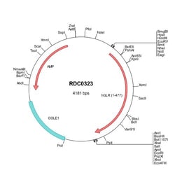 R D Systems Human Glucagon R/GCGR (NP_000151) VersaClone cDNA 10 &mu;g | Buy Online | R&amp;D Systems&trade; | Fisher Scientific