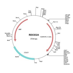 R&D Systems&trade;&nbsp;Human GnRHR (NP_000397) VersaClone cDNA