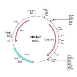R&D Systems&trade;&nbsp;Rat CCR2 (NP_068638) VersaClone cDNA
