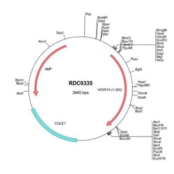 R&D Systems™ Human P2Y4/P2RY4 (NP_002556) VersaClone cDNA