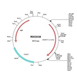R&D Systems™ Human P2Y11/P2RY11 (NP_002557) VersaClone cDNA