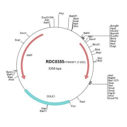 R D Systems Human TM4SF1 (NP_055035) VersaClone cDNA 10 &mu;g | Buy Online | R&amp;D Systems&trade; | Fisher Scientific