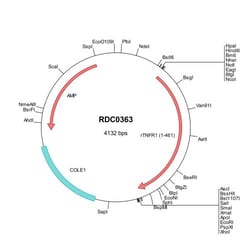 R&D Systems™ Rat TNF RI/TNFRSF1A (NP_037223) VersaClone cDNA