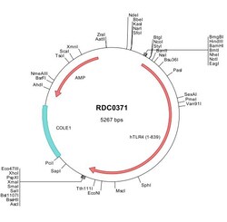 R&D Systems™ Human TLR4 (NP_612564) VersaClone cDNA
