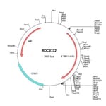 R&D Systems™ Rat Lymphotoxin beta R/TNFRSF3 (NP001008316) VersaClone cDNA