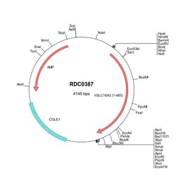 R&D Systems™ Human SLC16A3 (NP_004198) VersaClone cDNA