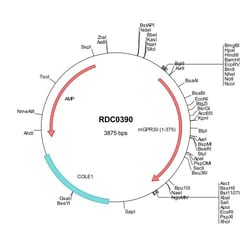 R D Systems Mouse GPER/GPR30 (NP_084047) VersaClone cDNA 10 &mu;g | Buy Online | R&amp;D Systems&trade; | Fisher Scientific