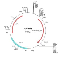 R&D Systems™ Mouse CysTLR1 (NP_067451) VersaClone cDNA