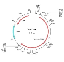 R&D Systems™ Human PDGF R alpha (NP_006197) VersaClone cDNA